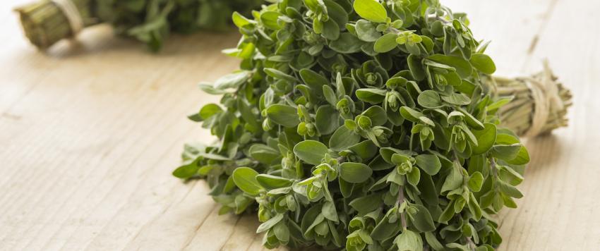 فوائد البردقوش الخاصة بالنساء