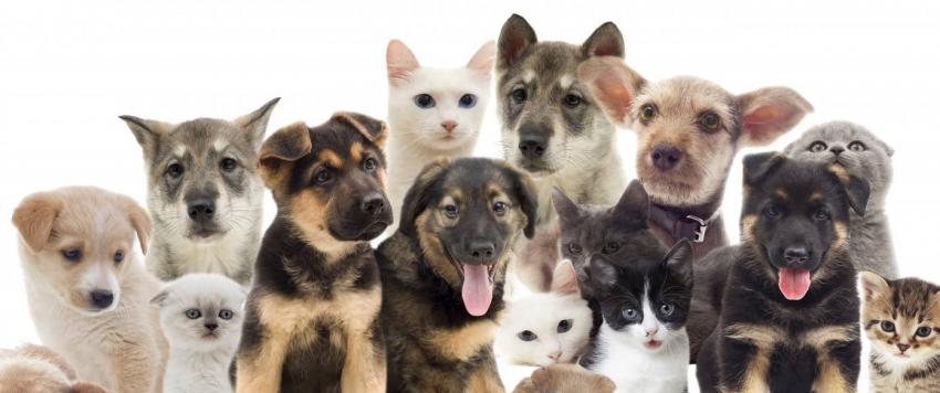 صينية تتشارك منزلها مع 1400 حيوان أليف