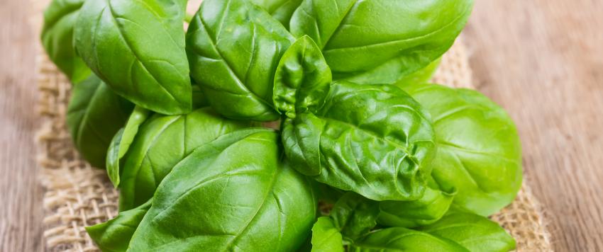 7 فوائد صحية لنبات الريحان المقدس