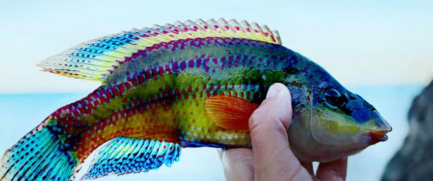 واقعة غريبة ومقلقة .. مختبر مجري يخلق سمكة فريدة من نوعها دون قصد! (صور)