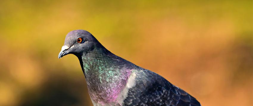 إطعام الحمام الخبز يجعله اكثر عدائية