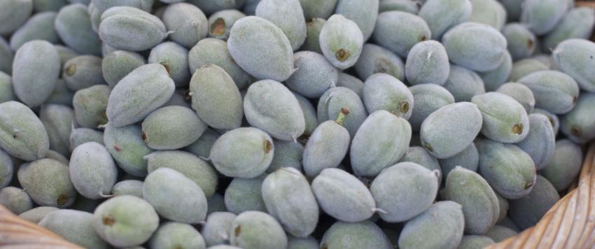 فوائد اللوز الأخضر للحامل والجنس