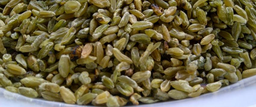 طبخ الفريكة