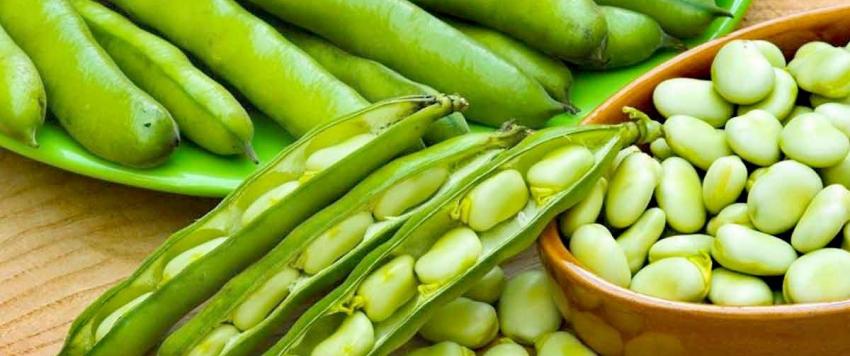 تعرفي على فوائد الفول الأخضر