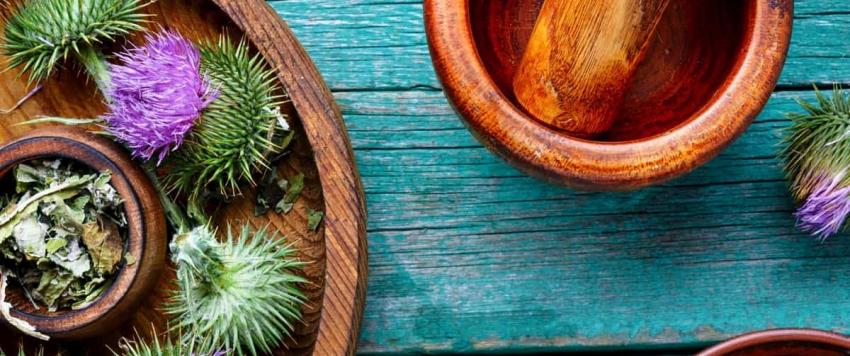 فوائد حليب الشوك