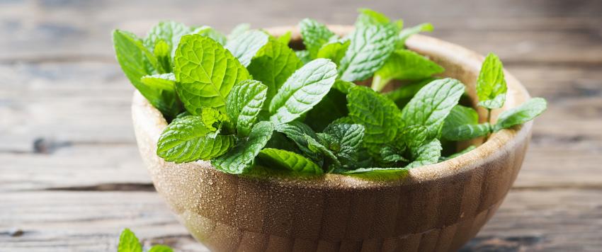 فوائد النعناع