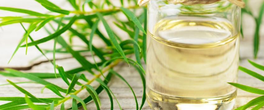 فوائد زيت شجرة شاي