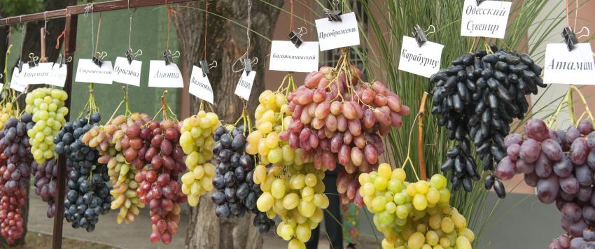 فوائد العنب