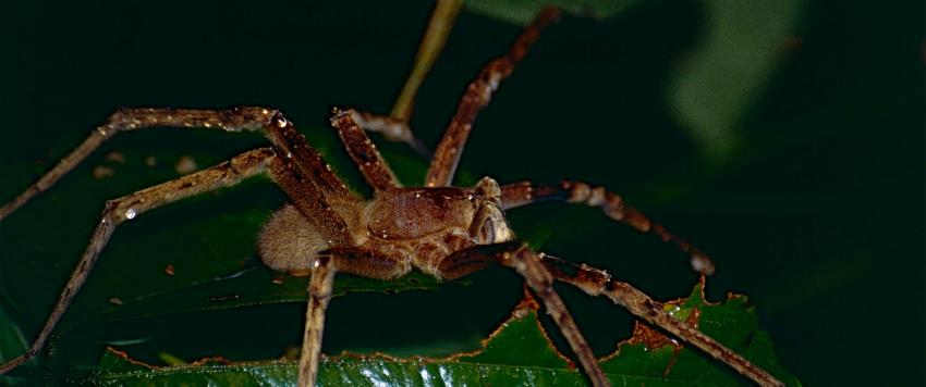 العنكبوت البرازيلي الجوال القاتل