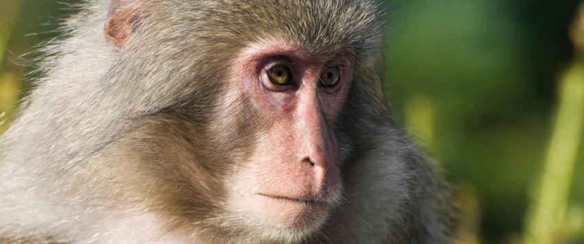 قرود تتسبب في مقتل عائلة من خمسة أفراد في الهند