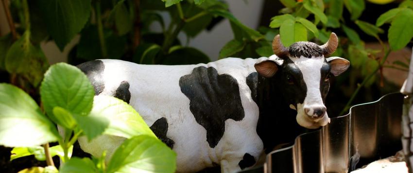 قبل فتحها للجمهور.. الأبقار تغزو حديقة "البيرة" بعد أشهر من الإغلاق (فيديو)