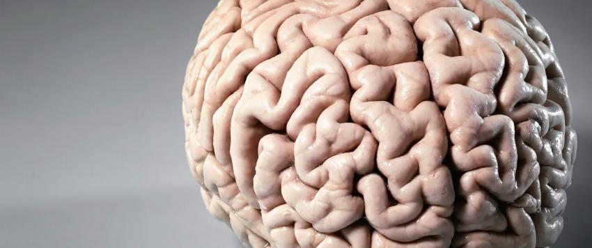 7 أطعمة مهمة لتعزيز صحة الدماغ والذاكرة