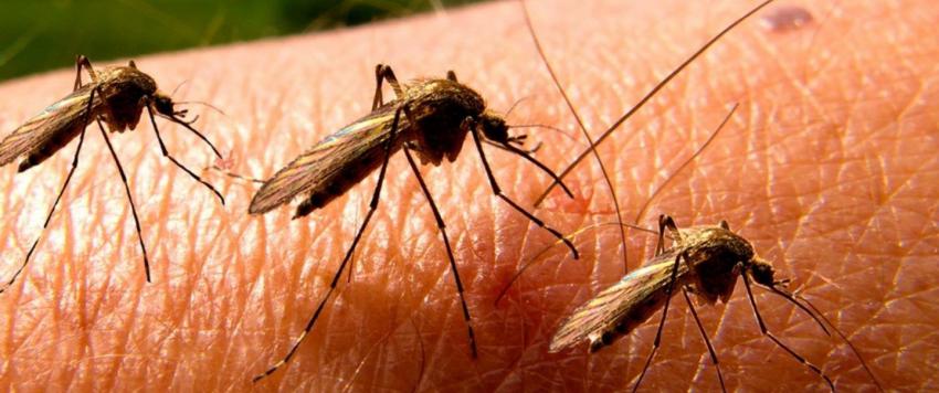 10 طرق طبيعية للتخلص من البعوض في منزلك