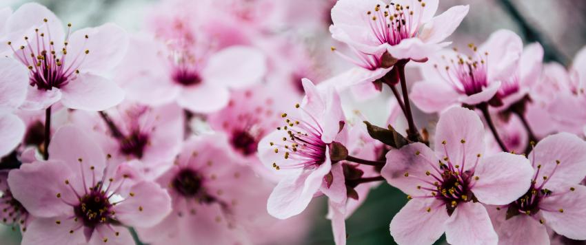 دعاء اليوم التاسع