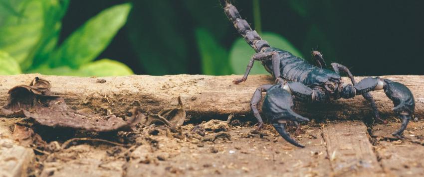 تفسير حلم العقرب الأسود في المنام