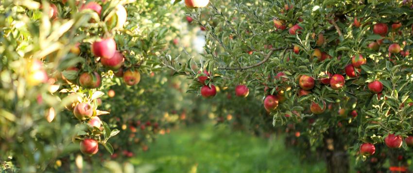 تفاحة في اليوم تبقيك بعيداً عن الطبيب كل يوم!