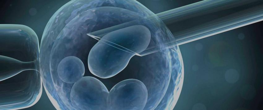 دراسة تكشف تفضيل بويضات المرأة لبعض الرجال دون آخرين