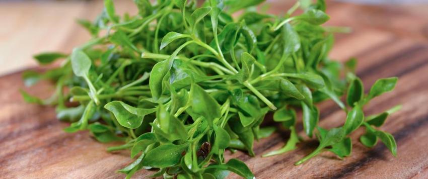 فوائد الجرجير