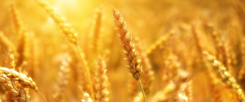 قمح 