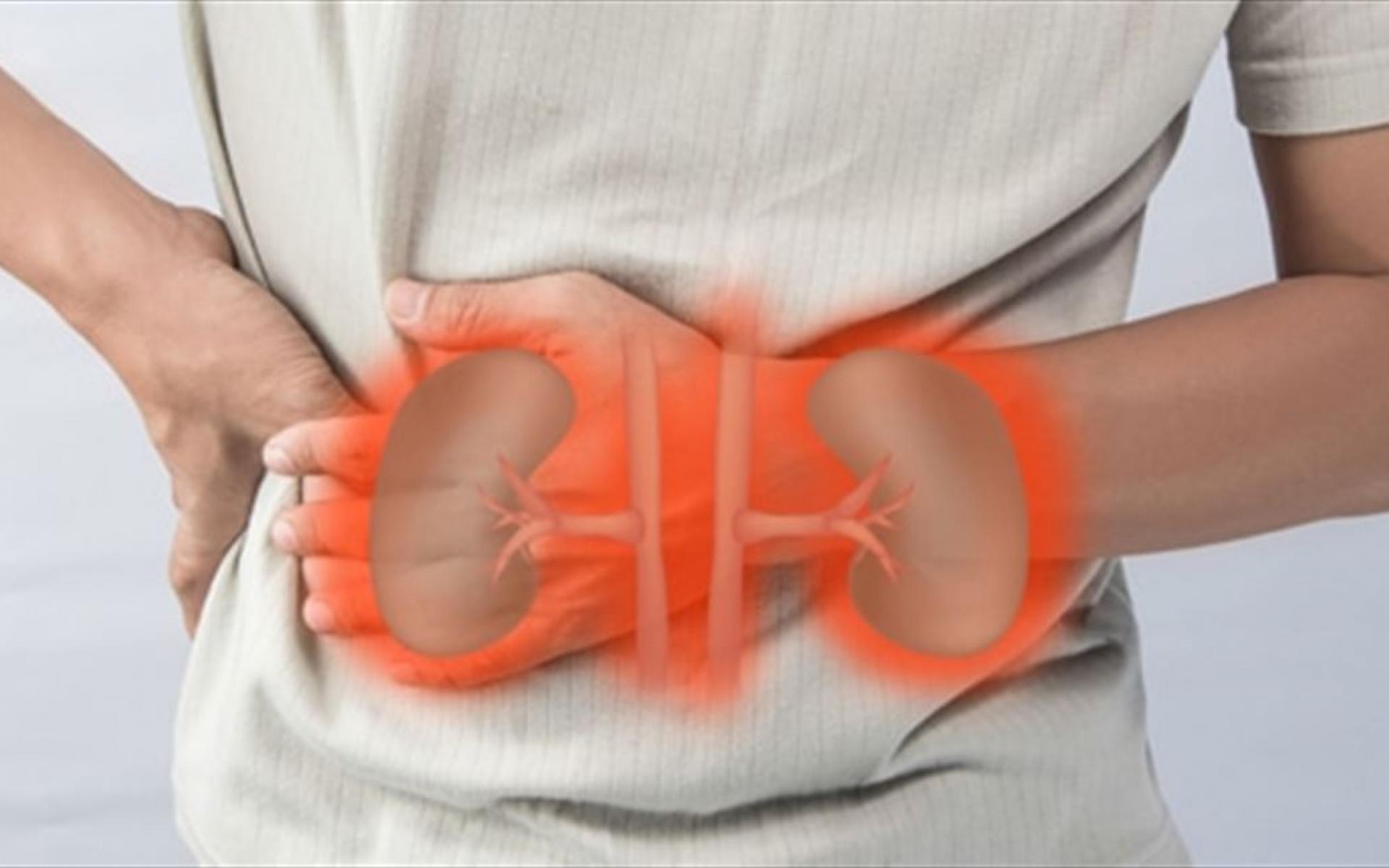 1- يحافظ على صحة الكلى نظرًا لما يحتوي عليه البطيخ من من الماء والمعادن فإنه يساعد على تنظيف الكلى ولذلك يحدث التبول المتكرر، كمل أنه يحتوي على نسبة عالية من عنصر البوتاسيوم الي يخلص الجسم من المواد السامة، كما أنه يقلل من خطر الإصابة بحصوات الكلى ويقلل من نسبة حمض اليوريك في الدم.