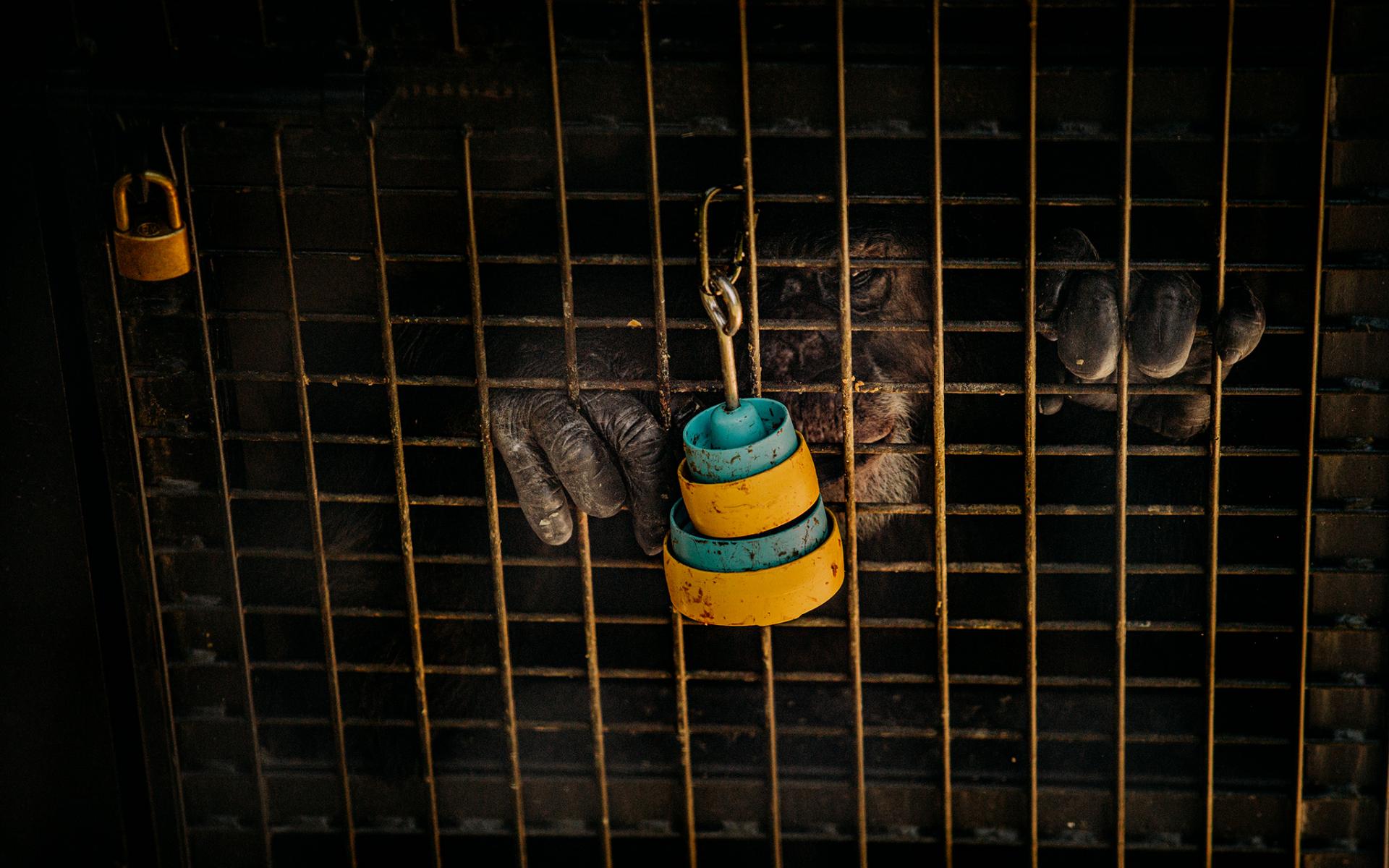 ملاذ لقرود المختبر "المتقاعدين" في نزاع حول جودة رعايتها" ، يوليو 2020