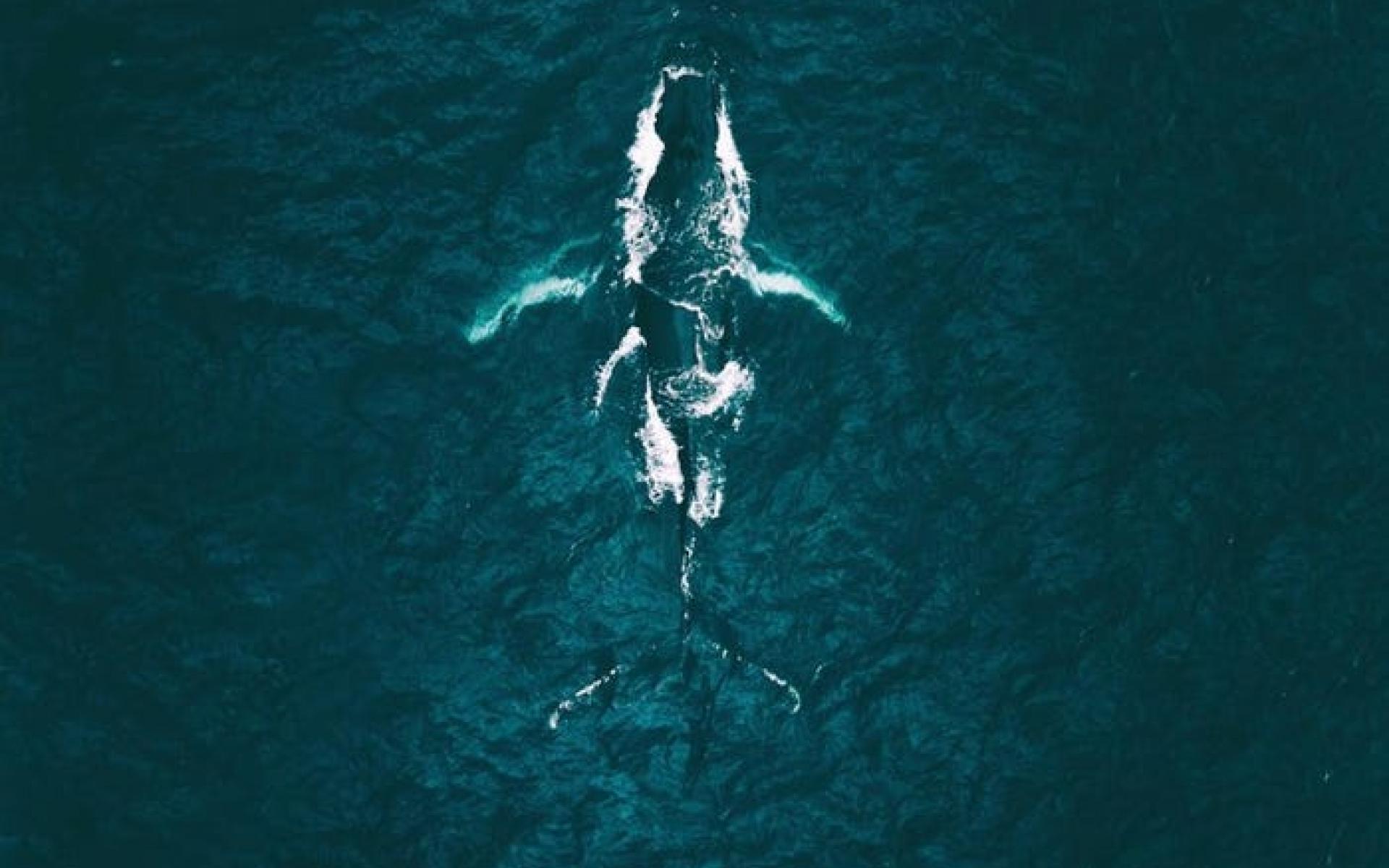 حوت يمر بالمحيط بالقرب من أيسلندا