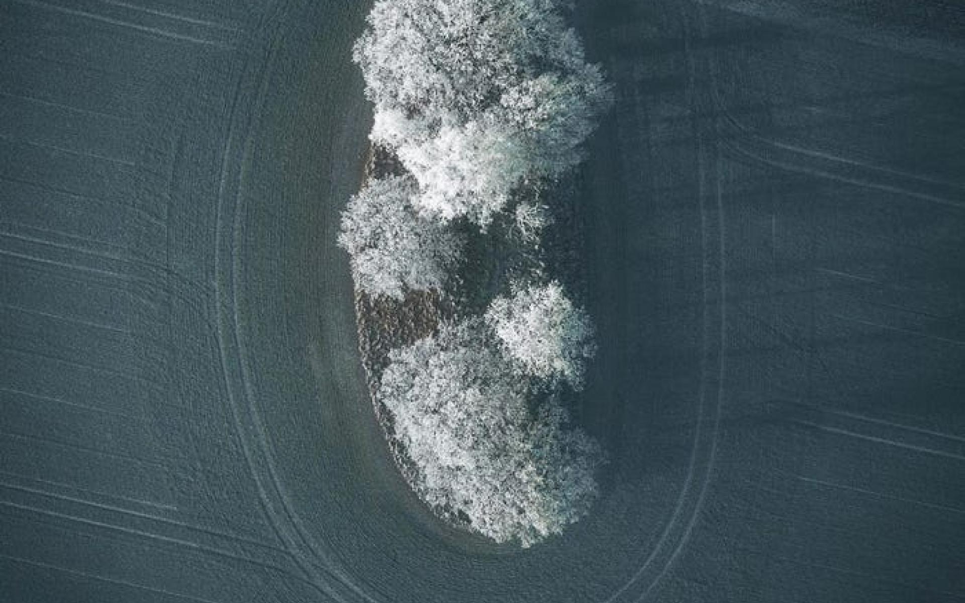 أشجار متجمدة