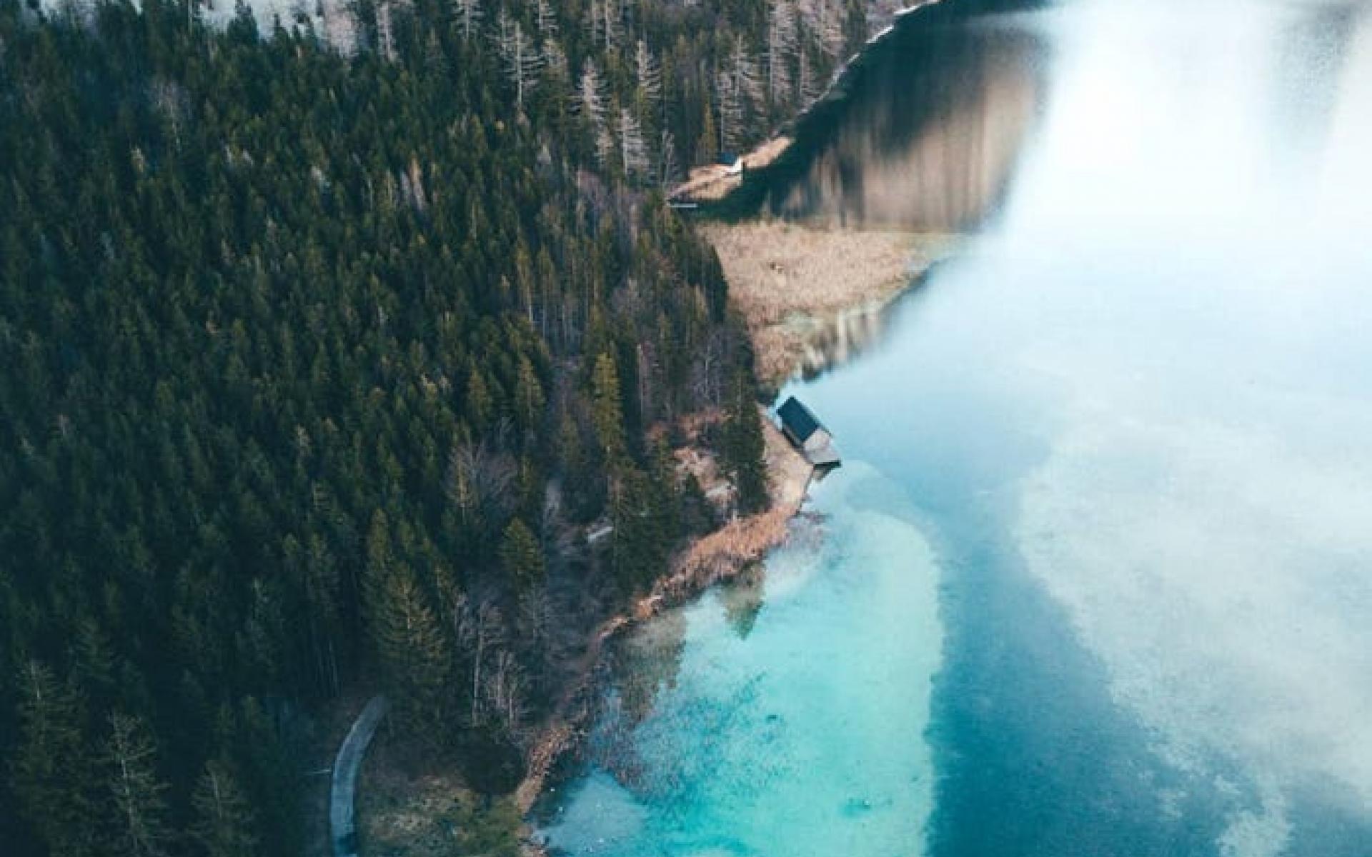 غابة نمساوية