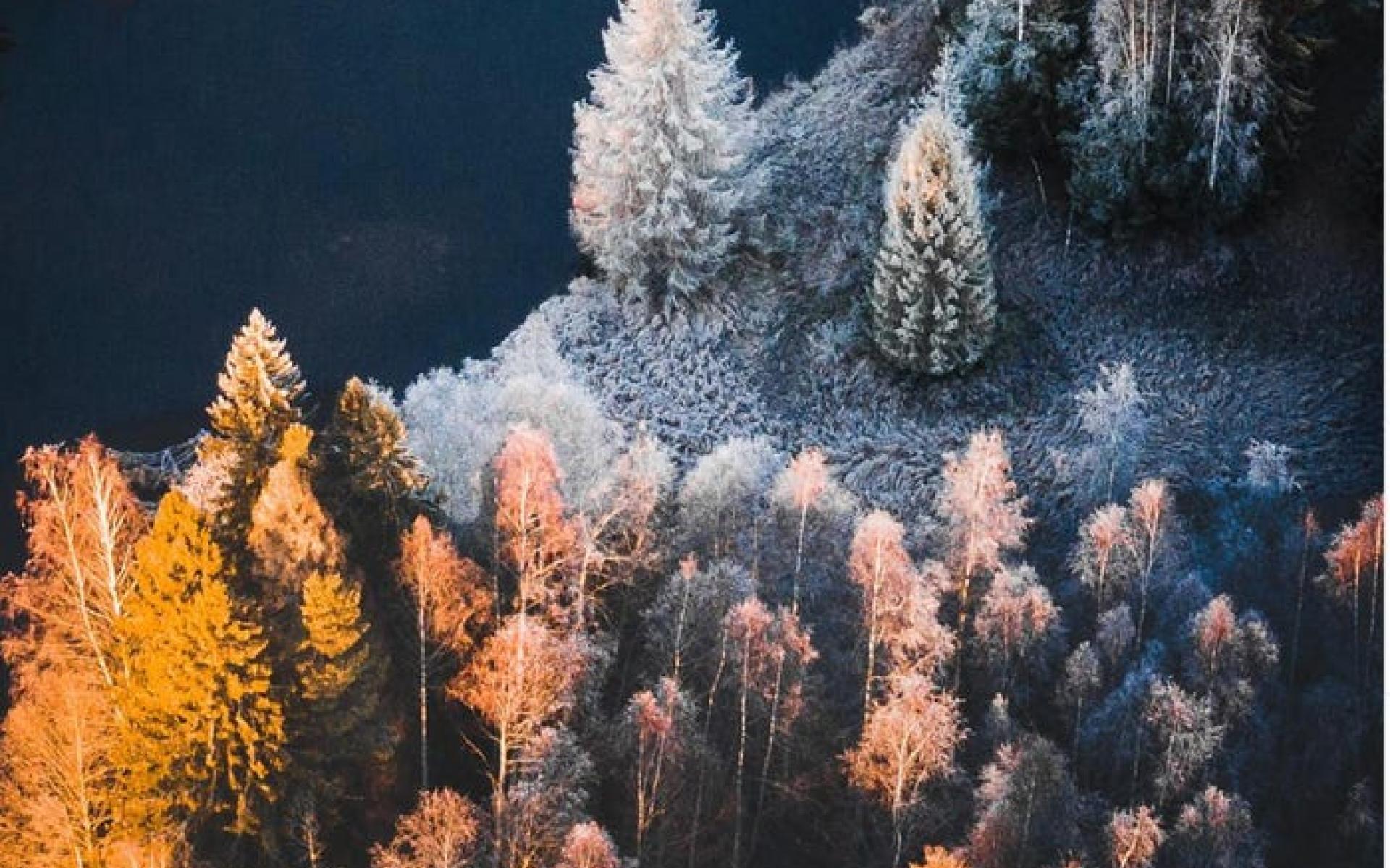 غابة في السويد