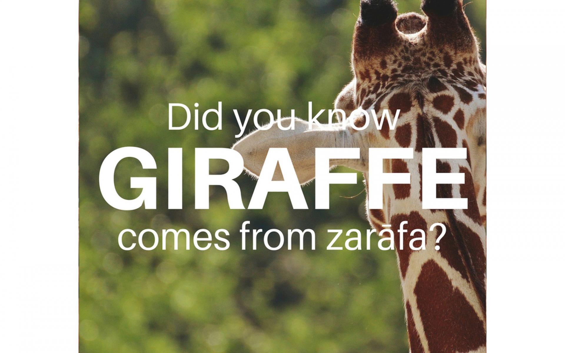 Giraffe - زرافة