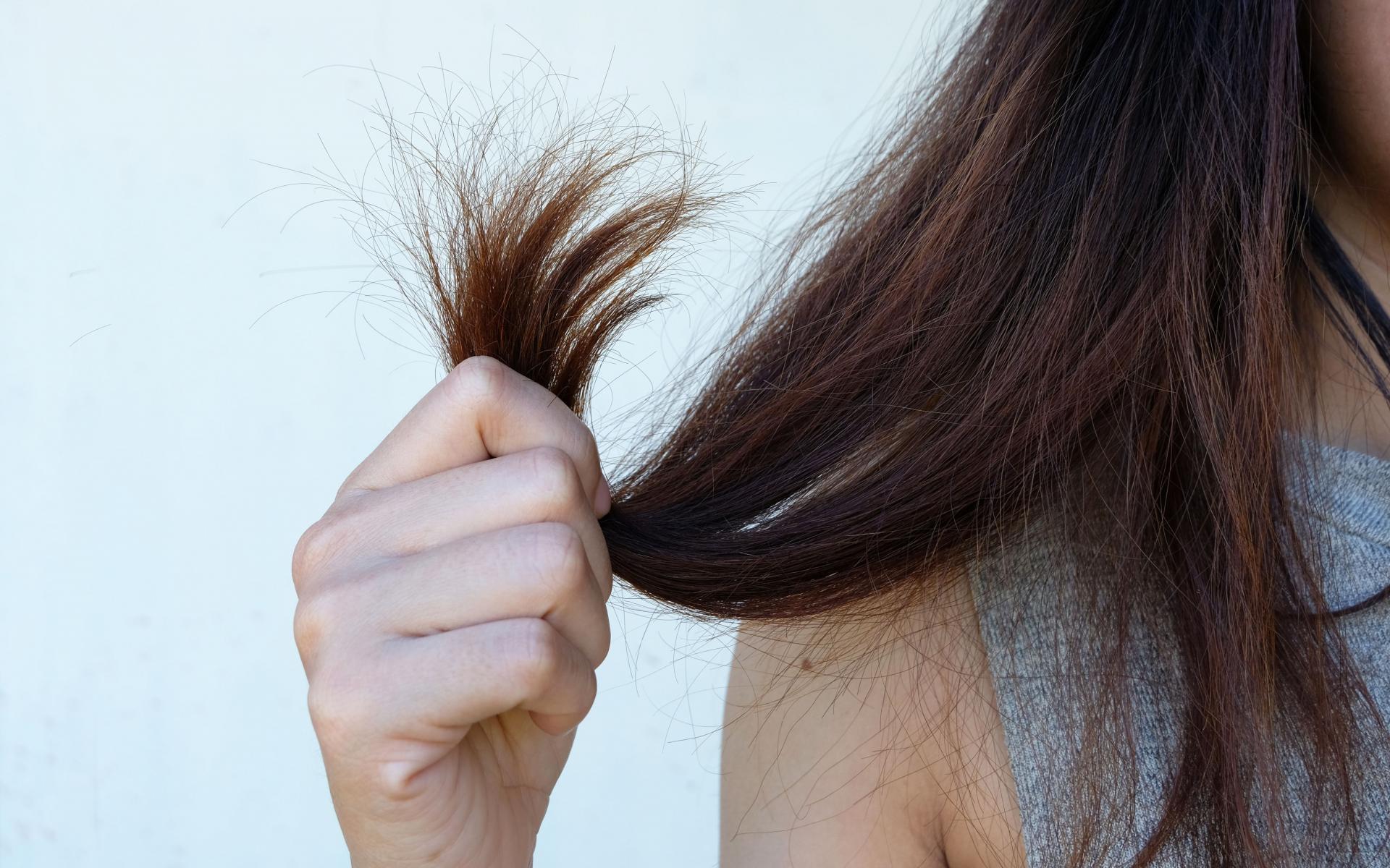 رطوبة الشعر الجاف: تعاني معظم السيدات من الشعر الجاف ويصبح ذلك مزعجاً، يعالج البابونج جفاف فروة الرأس ويمنح الشعر الترطيب اللازم من خلال استخدام ماسكات الشعر التي تحتوي على زيت البابونج.