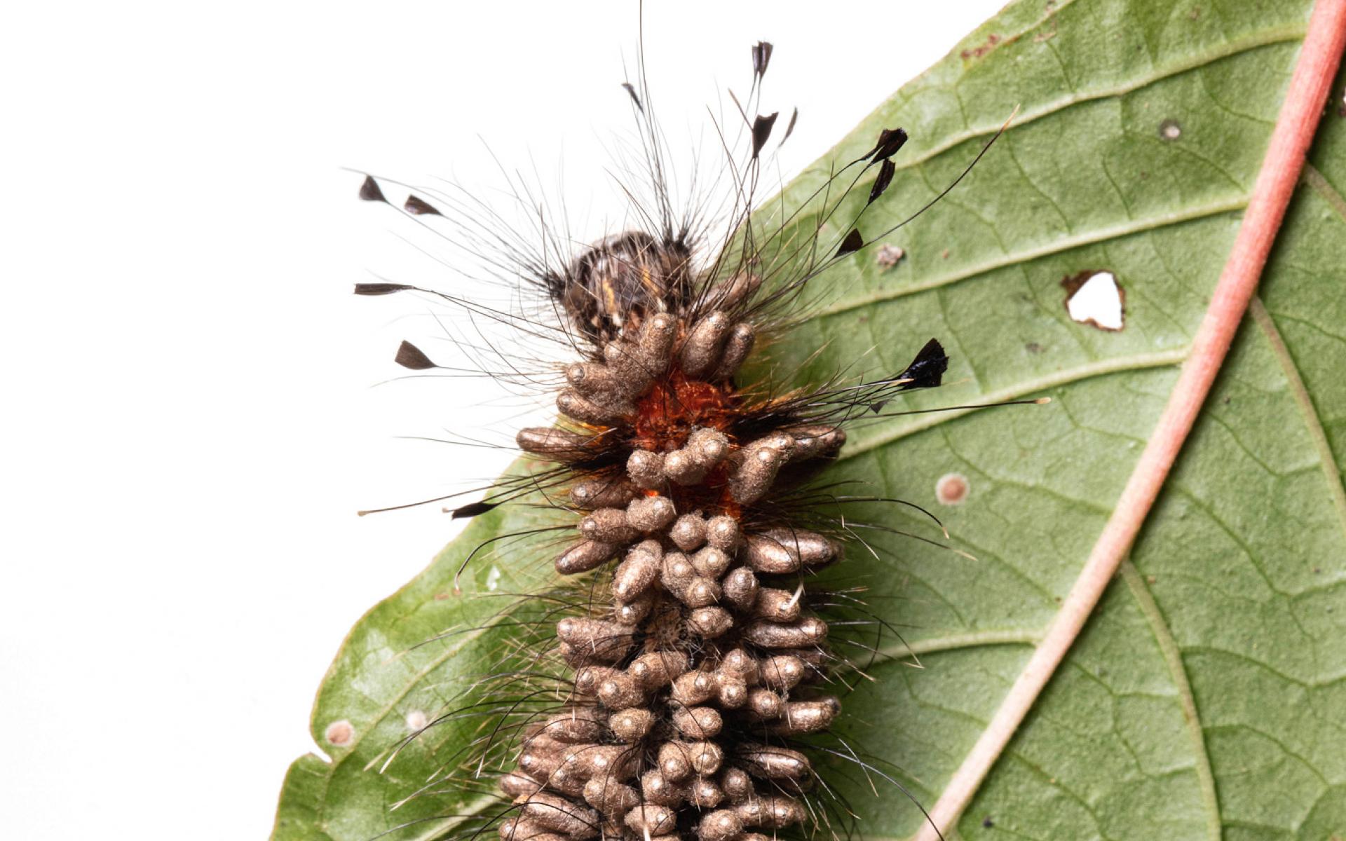 على ورقة في محطة أبحاث لا سيلفا في كوستاريكا ، تتجمع الدبابير الطفيلية في طور العذراء ، بين اليرقة والبالغ ، على اليرقة المحتضرة التي تغذيها